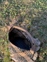 Black and Havan Aura Lux - Image 5